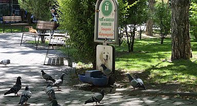 Susayan onlarca güvercin, köpekler için konulan suyu içti