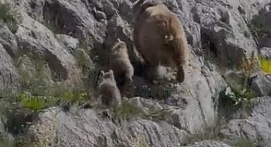 Tunceli'de anne ayı ve yavruları görüntülendi