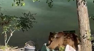 Tunceli'de bozayı piknikçilerin sofrasına misafir oldu