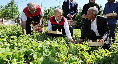 Vali Hatipoğlu, çilek hasadı yaptı