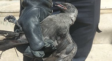 Yaralı karga koruma altına alındı