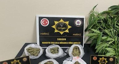 Yozgat'ta 257 gram esrar ve 13 kök Hint keneviri ele geçirildi