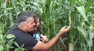 20 yıl sonra Rusya'dan memleketine döndü, ata tohumunu yeniden yaşattı