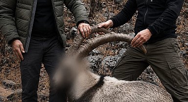 5 yaban keçisini yasa dışı avlayan şahıslara idari para cezası uygulandı