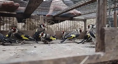 Adana'da saka kuşlarını kaçak avlayan kişiye 297 bin 608 lira ceza