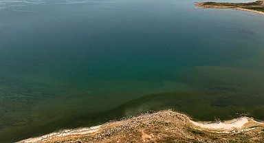 Adilcevaz'da Van Gölü sahili yeşile büründü