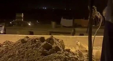 Adıyaman'da çizgili sırtlan evlerin bahçesinde görüntülendi