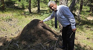 Afrika belgeseli değil Yozgat: Dev karınca yuvaları görenleri hayrete düşürüyor