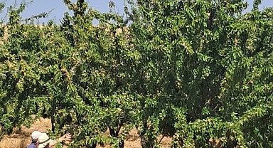Ağın'da badem bahçelerinde saha kontrolleri