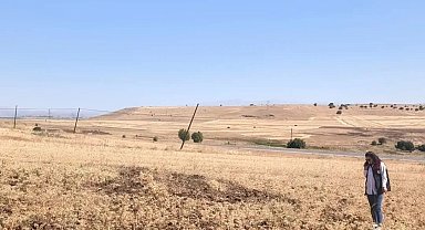 Ağın'da tüylü nohut hasadı devam ediyor