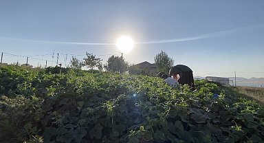 Ağrı'da bostanların bereketi kışa taşınıyor