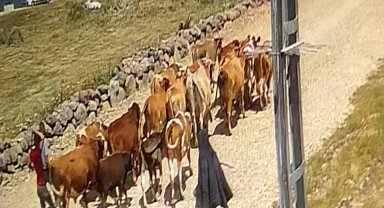 Ağrı'da çalınan 22 büyükbaş hayvandan 15'i bulundu