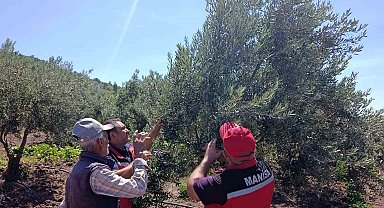 Akhisar'da zeytin üreticilerine hastalık ve zararlı uyarısı