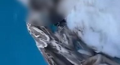Alanya açıklarında ağzına kanca takılan martı telef oldu