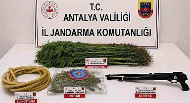 Alanya'da 120 kök kenevir ele geçirildi