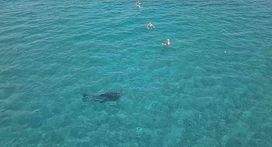 Alanya'da kıyıya yaklaşan yunus turistlerle yüzdü