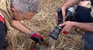 Alevler arasında kalan kaplumbağaya itfaiye ekibinden müdahale