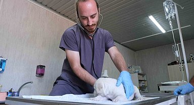 Altıeylül'de minik patiler için yuva seferberliği