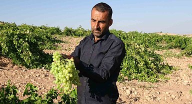 Anadolu'nun Unutulan Lezzeti "tahannebi" üzümü Malatya'da yeniden ekonomiye kazandırılıyor
