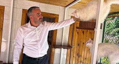 Ankara kedileri 27 ülkede 7 gün 24 saat canlı izlenebiliyor
