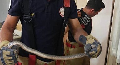 Antakya'da evlere giren yılanlar yakalandı
