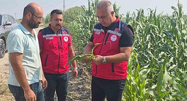 Antakya'da mısır hasadı devam ediyor