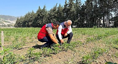 Antakya'da sebze üreticisiyle sahada istişare edildi