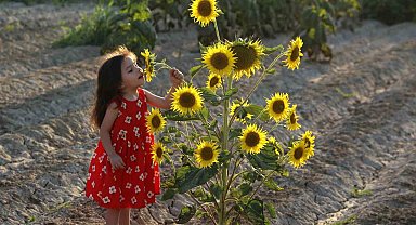 Ayçiçeği tarlaları fotoğrafçıların yeni gözdesi oldu