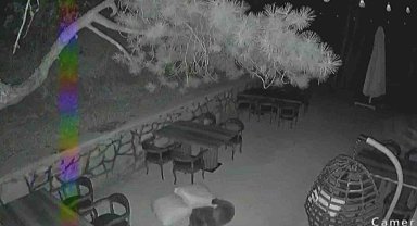 Ayı yavrularının sevimli halleri güvenlik kamerasına yansıdı