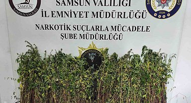 Bafra'da bin 655 kök kenevir ele geçirildi