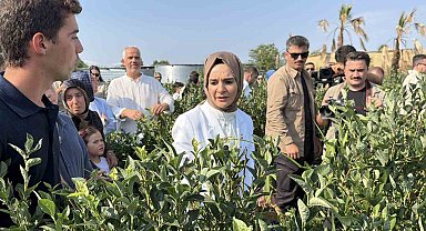 Bakan Göktaş Düzce'de yaban mersini topladı