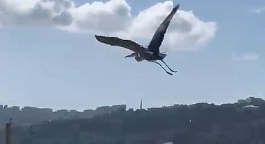 Balıkçıl kuşu vatandaşların ilgi odağı oldu