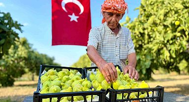 Bardacık incirinde hasat heyecanı başladı