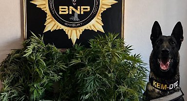 Bayburt'ta 27 kök Hint keneviri ele geçirildi