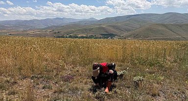 Bayburt'ta ekili alanlarda zararlı takibi devam ediyor