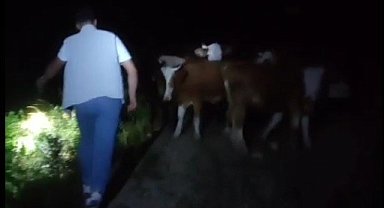 Bayburt'ta sürüden ayrılan 13 inek sahipleri tarafından dağda bulundu