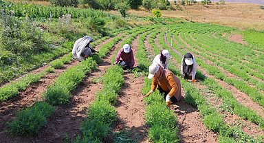 Bayburt'ta tarhun hasadı başladı