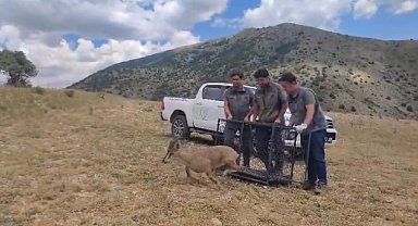 Bayburt'ta tedavisi tamamlanan yaban keçisi yeniden doğaya bırakıldı