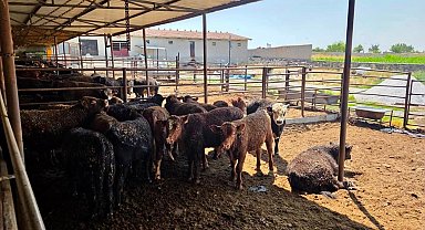 Besilik sığırlara yönelik kontrol ve denetimler sürüyor