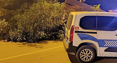 Beyşehir'de yola ağaç devrildi