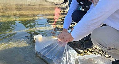 Bilecik'te gölet ve barajlara 512 bin sazan yavrusu salındı
