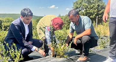 Bilecik'te yaban mersini hasadı yerinde incelendi