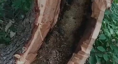 Bingöl'de ağaç kovuğundan kilo kilo bal çıktı