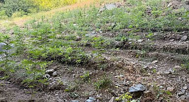 Bingöl'de çeşitli suçlardan 76 şüpheli yakalandı