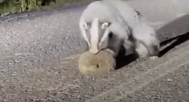 Bingöl'de porsuğun kirpi avı kamerada