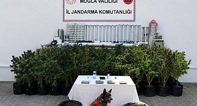 Bodrum'da evden 56 kök kenevir ve 10 kilo skunk ele geçirildi