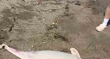 Boğaz'da yunus ölümleri devam ediyor, vatandaşlar tedirgin