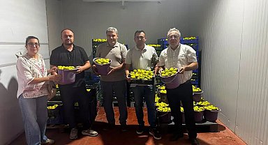 Buharkent'te incir bahçeleri ve alım noktalarında Fusarium denetimi