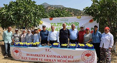 Buharkent'te taze incir hasadı başladı