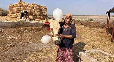 Buzağıları ve ineği telef olan kadın, Şanlıurfa'dan gelen iyilik dolu kamyonetle mutluluk gözyaşları döktü